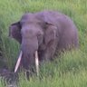 Elephant profil fotoğrafı