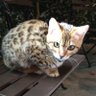 シャケ獲り物語【筋子・F・筋雄】🇯🇵 的头像