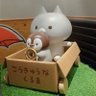 猫餅🐱武器よりお米❤ 的头像