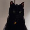 Tang Min's cat ⊙⊝⊜'s profile picture