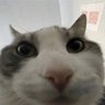 Nooseman Cometh's profile picture