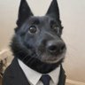 PerroCH's profile picture