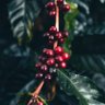 COFFEE.'s profile picture