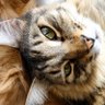 Фото профиля 黒猫@kuoro