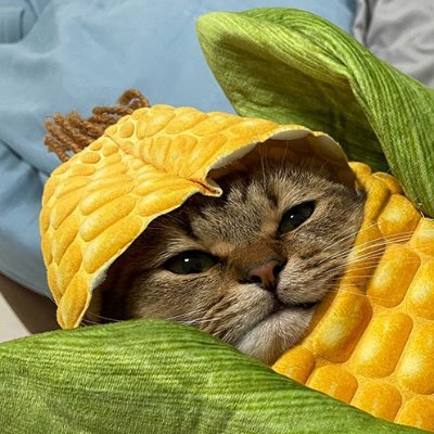 TheCornCobbler's profile picture