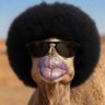 Profilbild von Spork