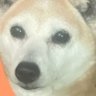 Profilbild von あ行変格活用