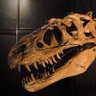 隻瞳 9/29〜30日 USJホラーナイト profil fotoğrafı