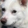 シマ's profile picture