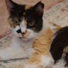 Фото профиля 😎🌴Chrissy & Betty🐈‍⬛️ Tabby & Callie🐈🐈🇪🇦