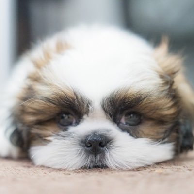 犬猫びより's profile picture