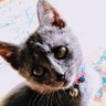 Profilbild von そうとうな人🐱🦜🎃