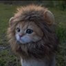 purge's profile picture
