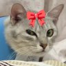 Chêrie🍒Kirsche's profile picture