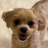 マルプー小豆(あずき)🫘の成長日記🐶 的头像