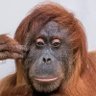 bob l'éponge's profile picture