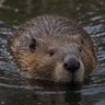 beaver 的头像