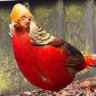 Profilbild von チキチキチキン