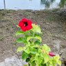 𝓢𝓪𝓰𝓪𝓻 𝓐𝓭𝓱𝓲𝓴𝓪𝓻𝔂 profil fotoğrafı