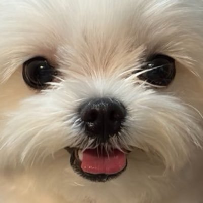 개찹쌀's profile picture