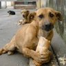 Doge 🇹🇷's profile picture