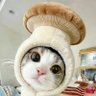 币友碎碎念 profil fotoğrafı