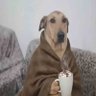 Profilbild von Café com paiero