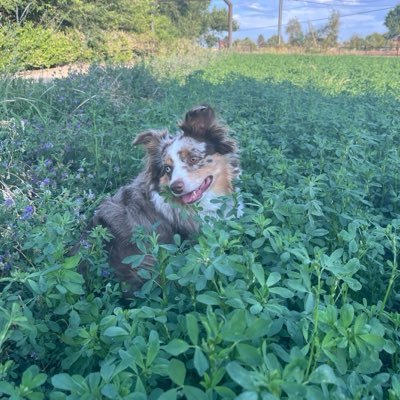 Shawn from the Rocky Mountains's profile picture