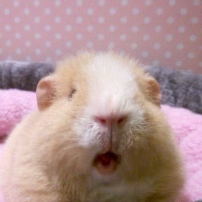 띠이🐽🎀💕's profile picture