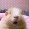 Фото профиля 띠이🐽🎀💕