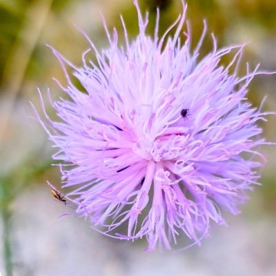 SomosMente_X's profile picture