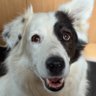 Gerti🇩🇪🐕🇩🇪🐕🇩🇪🐈🇩🇪 profil fotoğrafı