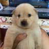 Dogjima profil fotoğrafı