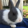 Profilbild von James Worleys stolen rabbit