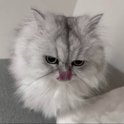 nekomiyasub's profile picture