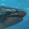 Profilbild von Otodus Megalodon