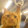 Profilbild von smartchiscat