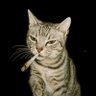 tthmrc's profile picture