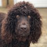 Profilbild von CurlySpanner