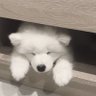 pxngsry's profile picture