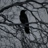 غراب🐦⬛'s profile picture