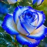 Nora del mar's profile picture