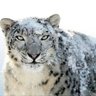 snowyleopard's profile picture