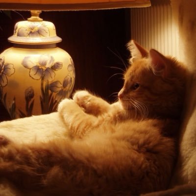vanill4sugar's profile picture
