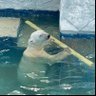 Фото профиля 動物が好きな独身女性🐻❄️