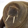 Walrus profil fotoğrafı