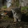 PoorCat 🐈's profile picture