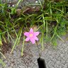 がんばれ日本 的头像