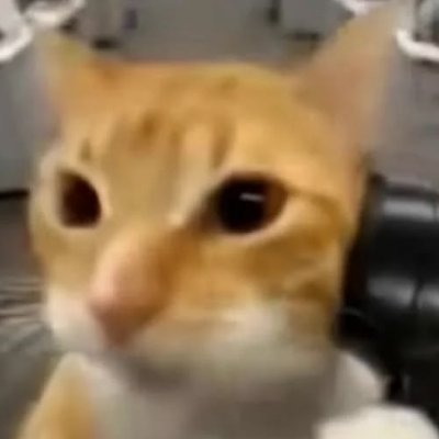 clnnapupp's profile picture