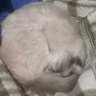 Mikheias profil fotoğrafı